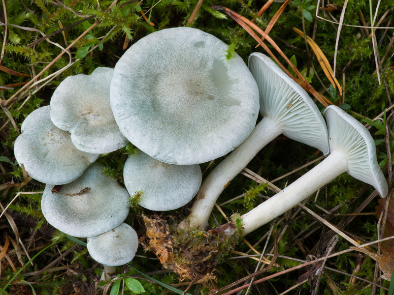 Clitocybe odora